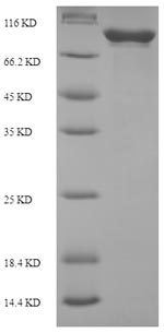 Recombinant Escherichia coli ATP-dependent DNA helicase recG (recG) – Figure 1 of 1