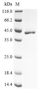 (Tris-Glycine gel) Discontinuous SDS-PAGE (reduced) with 5% enrichment gel and 15% separation gel.