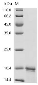 Recombinant Cat Major allergen I polypeptide chain 2 (CH2) – Figure 1 of 1
