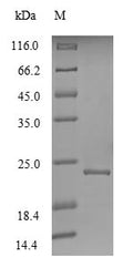 Recombinant Hepatitis E virus genotype 1 Non-structural polyprotein pORF1 (ORF1), partial – Figure 1 of 1