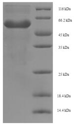 Recombinant Saccharomyces cerevisiae Alanine/arginine aminopeptidase (AAP1), partial – Figure 1 of 1
