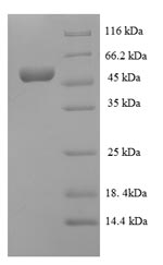 Recombinant Bacillus subtilis Inositol 2-dehydrogenase/D-chiro-inositol 3-dehydrogenase (iolG) – Figure 1 of 1