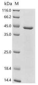 (Tris-Glycine gel) Discontinuous SDS-PAGE (reduced) with 5% enrichment gel and 15% separation gel.