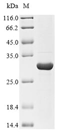 (Tris-Glycine gel) Discontinuous SDS-PAGE (reduced) with 5% enrichment gel and 15% separation gel.