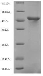 Recombinant Saccharomyces cerevisiae Probable tRNA threonylcarbamoyladenosine biosynthesis protein KAE1 (KAE1) – Figure 1 of 