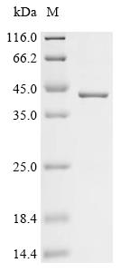 (Tris-Glycine gel) Discontinuous SDS-PAGE (reduced) with 5% enrichment gel and 15% separation gel.