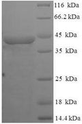 Recombinant Mycoplasma sp.Modification methylase MunI (munIM) – Figure 1 of 1