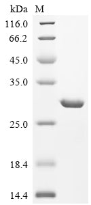 (Tris-Glycine gel) Discontinuous SDS-PAGE (reduced) with 5% enrichment gel and 15% separation gel.