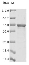 (Tris-Glycine gel) Discontinuous SDS-PAGE (reduced) with 5% enrichment gel and 15% separation gel.