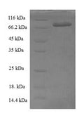Recombinant Cucurbita maxima L-ascorbate oxidase (AAO) – Figure 1 of 1