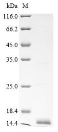 (Tris-Glycine gel) Discontinuous SDS-PAGE (reduced) with 5% enrichment gel and 15% separation gel.