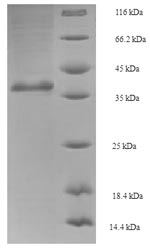 Recombinant Saccharomyces cerevisiae GTP-binding nuclear protein GSP1/CNR1 (GSP1) – Figure 1 of 1