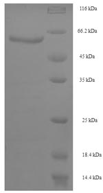 Recombinant Aspergillus niger 3-phytase A (phyA) – Figure 1 of 1