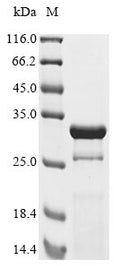 (Tris-Glycine gel) Discontinuous SDS-PAGE (reduced) with 5% enrichment gel and 15% separation gel.