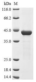 (Tris-Glycine gel) Discontinuous SDS-PAGE (reduced) with 5% enrichment gel and 15% separation gel.