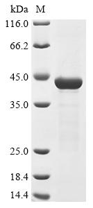(Tris-Glycine gel) Discontinuous SDS-PAGE (reduced) with 5% enrichment gel and 15% separation gel.