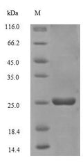 Recombinant Sulfolobus solfataricus DNA-binding protein 7d (sso7d) – Figure 1 of 1