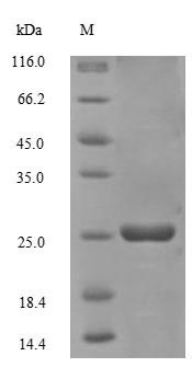 Recombinant Sulfolobus solfataricus DNA-binding protein 7d (sso7d) – Figure 1 of 1