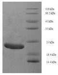 Recombinant Saccharomyces cerevisiae A-agglutinin-binding subunit (AGA2) – Figure 1 of 1