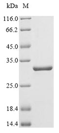 (Tris-Glycine gel) Discontinuous SDS-PAGE (reduced) with 5% enrichment gel and 15% separation gel.