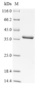 (Tris-Glycine gel) Discontinuous SDS-PAGE (reduced) with 5% enrichment gel and 15% separation gel.