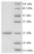 Recombinant Salmonella typhimurium Protein prgI (prgI) – Figure 1 of 1