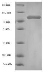 Recombinant Actinidia deliciosa Fruit protein pKIWI502 (pKIWI502) – Figure 1 of 1
