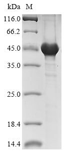 (Tris-Glycine gel) Discontinuous SDS-PAGE (reduced) with 5% enrichment gel and 15% separation gel.