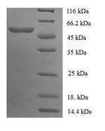 Recombinant Mouse Carboxylesterase 1C (Ces1c), partial – Figure 1 of 1