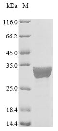 (Tris-Glycine gel) Discontinuous SDS-PAGE (reduced) with 5% enrichment gel and 15% separation gel.