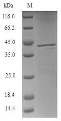 Recombinant Bacillus licheniformis N-acetylmuramoyl-L-alanine amidase CwlM (cwlM) – Figure 1 of 1