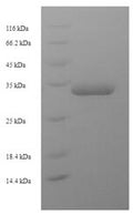 Recombinant Escherichia coli Universal stress protein F (uspF) – Figure 1 of 1