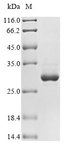 (Tris-Glycine gel) Discontinuous SDS-PAGE (reduced) with 5% enrichment gel and 15% separation gel.
