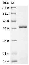 (Tris-Glycine gel) Discontinuous SDS-PAGE (reduced) with 5% enrichment gel and 15% separation gel.