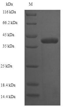 Recombinant Escherichia coli 1-acyl-sn-glycerol-3-phosphate acyltransferase (plsC) – Figure 1 of 1