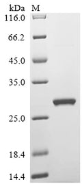 (Tris-Glycine gel) Discontinuous SDS-PAGE (reduced) with 5% enrichment gel and 15% separation gel.