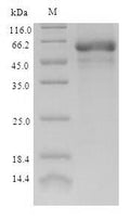 Recombinant Eschscholzia californica Reticuline oxidase (BBE1) – Figure 1 of 1