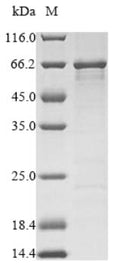 Recombinant Clostridium botulinum Botulinum neurotoxin type F (botF), partial – Figure 1 of 1