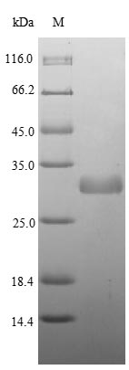 (Tris-Glycine gel) Discontinuous SDS-PAGE (reduced) with 5% enrichment gel and 15% separation gel.