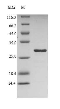 Recombinant Dermatophagoides pteronyssinus Mite group 2 allergen Der p 2 (DERP2) – Figure 1 of 1