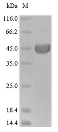 (Tris-Glycine gel) Discontinuous SDS-PAGE (reduced) with 5% enrichment gel and 15% separation gel.