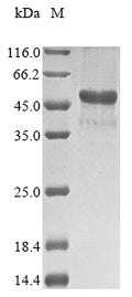 (Tris-Glycine gel) Discontinuous SDS-PAGE (reduced) with 5% enrichment gel and 15% separation gel.