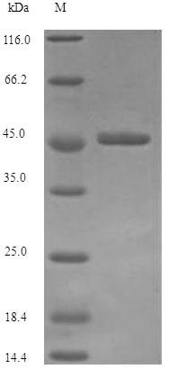 Recombinant Helicobacter pylori Vacuolating cytotoxin autotransporter (vacA), partial – Figure 1 of 1