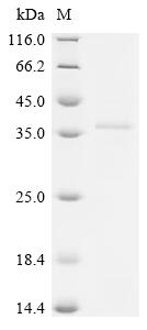 (Tris-Glycine gel) Discontinuous SDS-PAGE (reduced) with 5% enrichment gel and 15% separation gel.