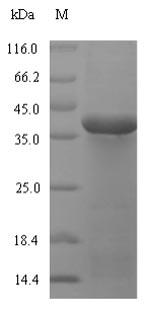(Tris-Glycine gel) Discontinuous SDS-PAGE (reduced) with 5% enrichment gel and 15% separation gel.