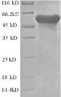 Recombinant Lactobacillus plantarum L-lactate dehydrogenase 1 (ldh1) – Figure 1 of 1