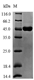 Recombinant Geobacillus stearothermophilus ATP-dependent DNA helicase pcrA (pcrA), partial – Figure 1 of 1