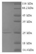 Recombinant Mouse Thioredoxin reductase-like selenoprotein T (Selenot) – Figure 1 of 1