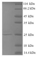 Recombinant Mouse Thioredoxin reductase-like selenoprotein T (Selenot) – Figure 1 of 1