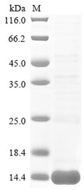 (Tris-Glycine gel) Discontinuous SDS-PAGE (reduced) with 5% enrichment gel and 15% separation gel.